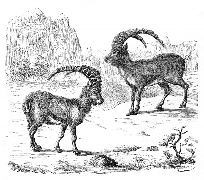 ibex illustration