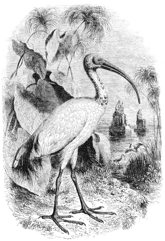 ibis bird illustration