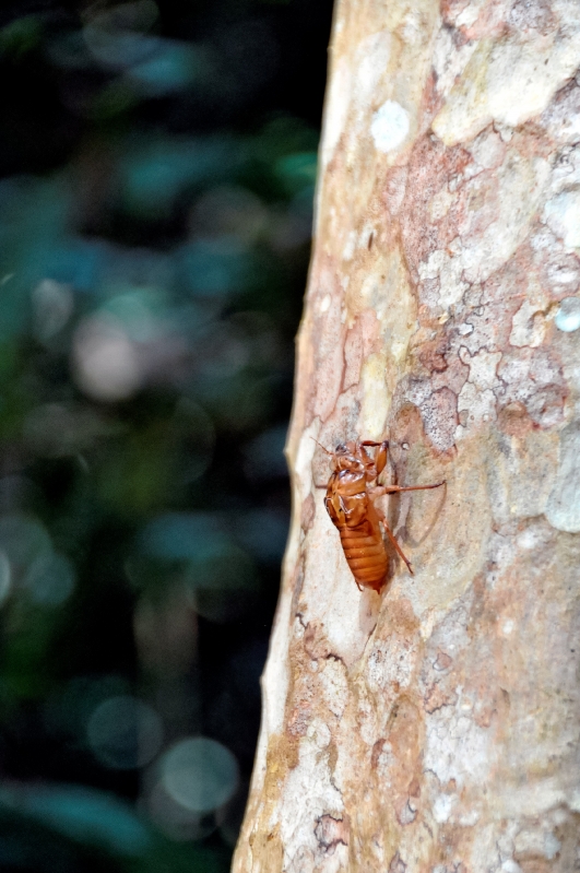 Ibsect on Tree Angor Wat Cambodia