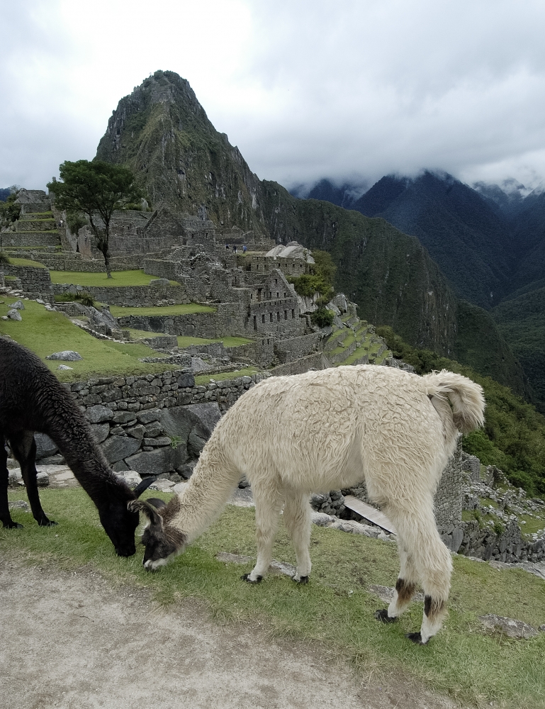 Inca Ruins Machu Picchu Peru, South America