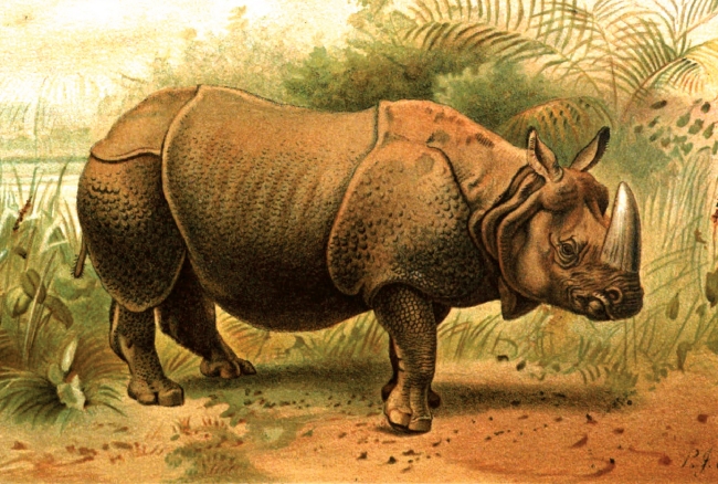 indian rhinoceros animal historical illustration