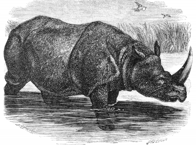indian rhinoceros illustration