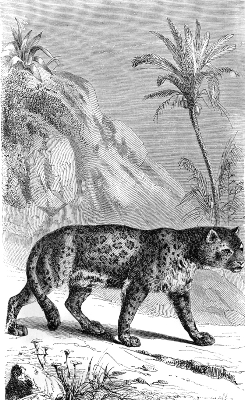 jaguar illustration
