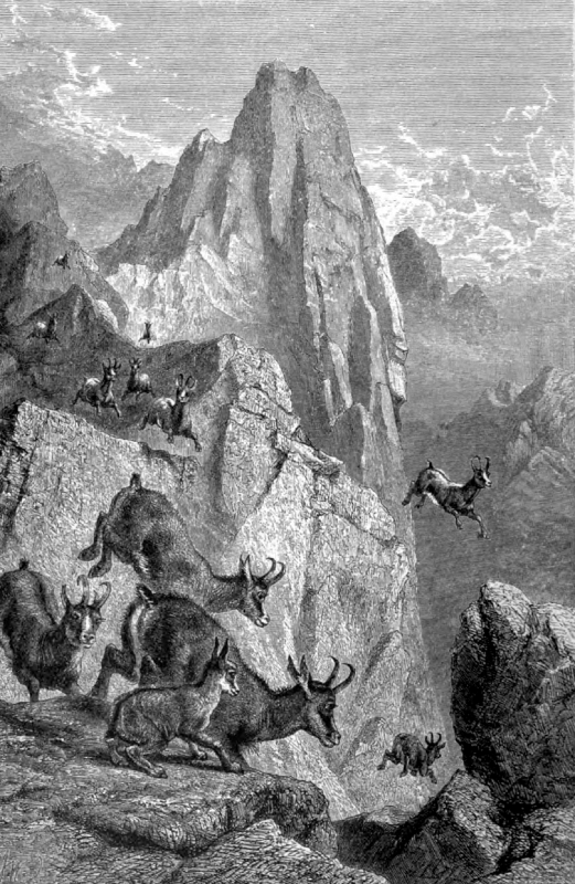 jumping chamois animal historical illustration