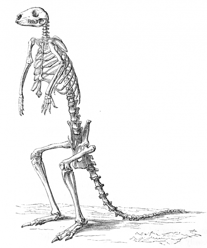 kangaroo skeleton illustration