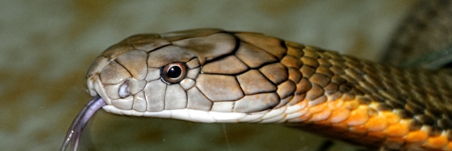 King Cobra Snake Farm Bangkok Photo 4731A