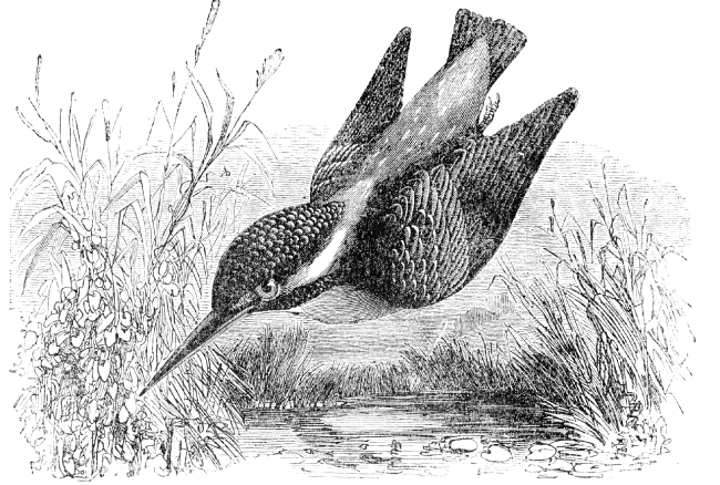kingfisher bird illustration
