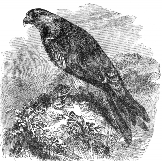 kite bird illustration