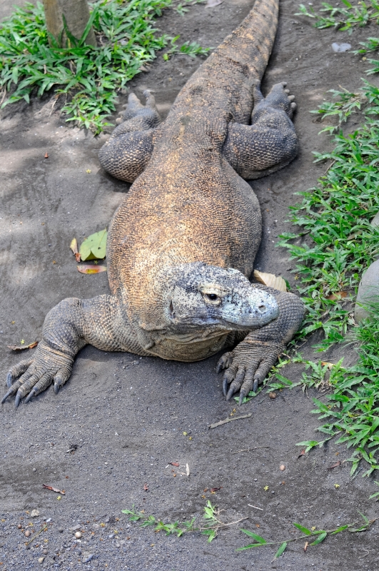 Komodo Dragon Bali Reptile Park Image 6096