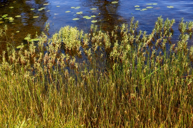 lake-with-shallow-water-vegetation-protruding-rocks-Sweden-01501