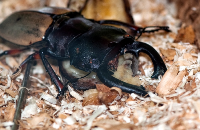 Large Beetle Malaysia 0090