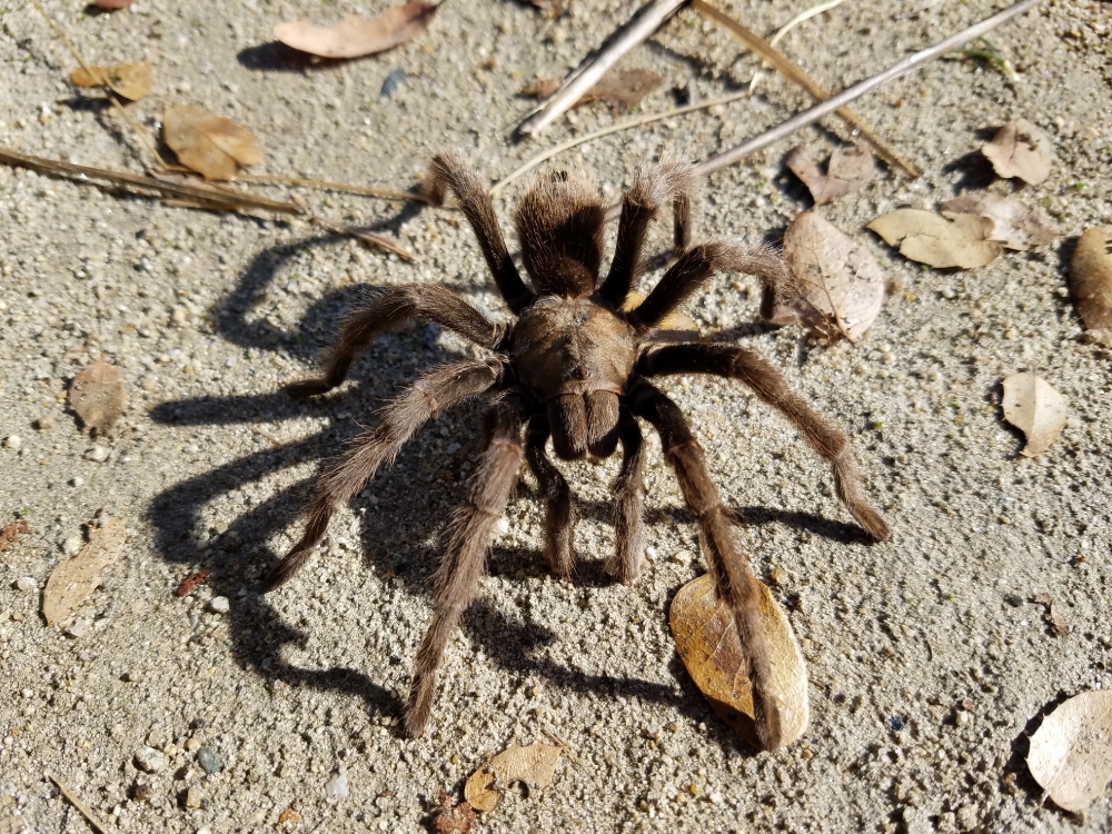 large brown tarantula spider