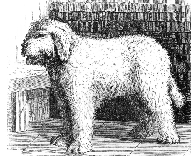 large french water spaniel illustration