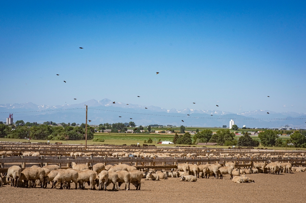 large group of sheep large group of sheep