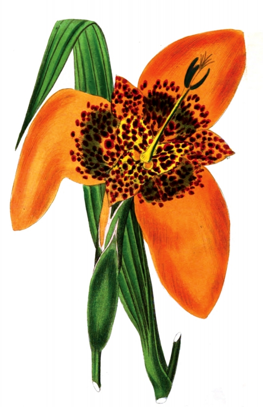 large orange flower illustration