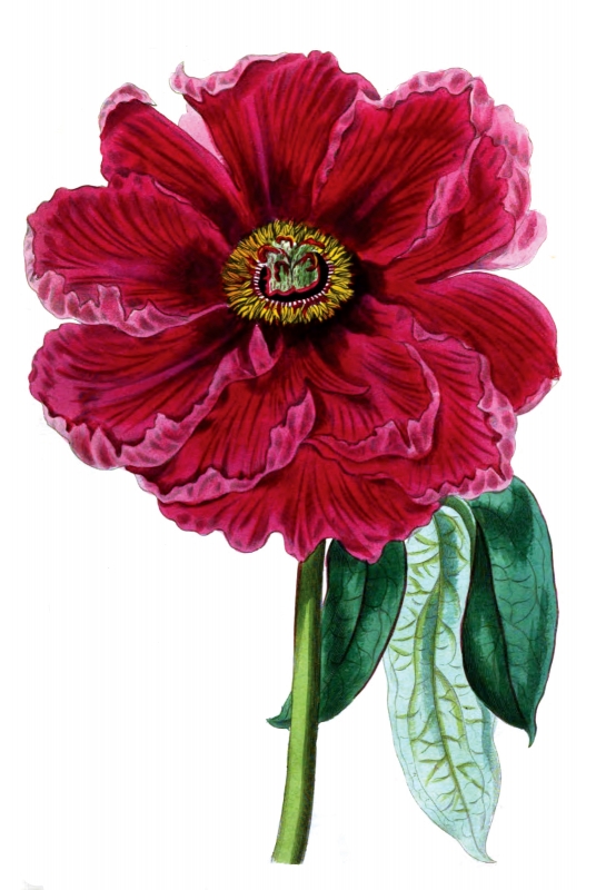 large red flower illustration