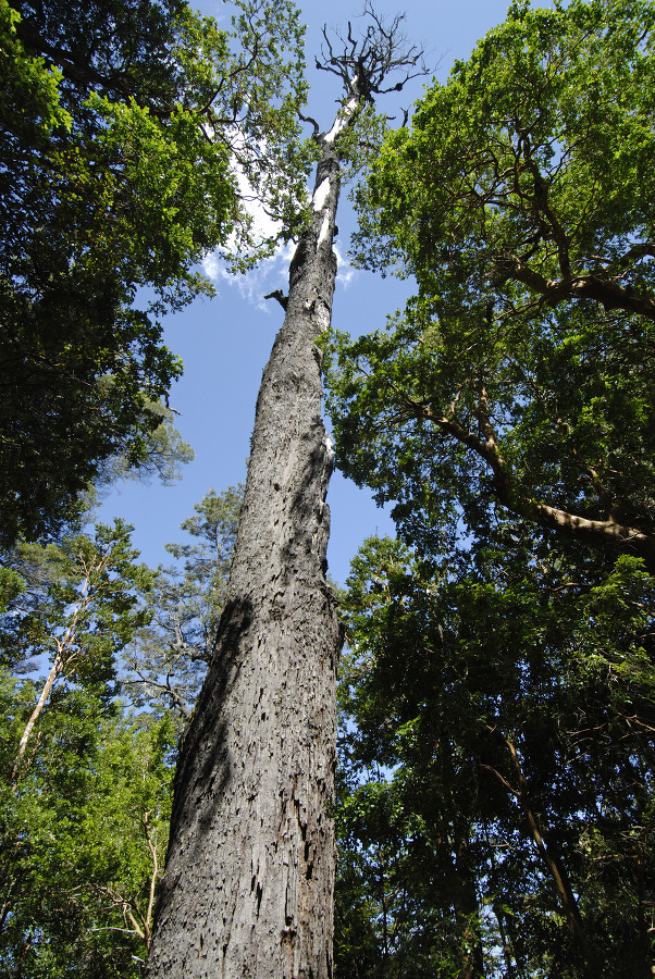 large tree at Myrtle Forest Argentina