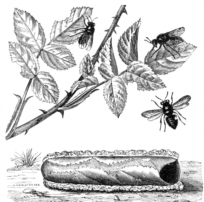 Leaf Cutting Bee Illustration