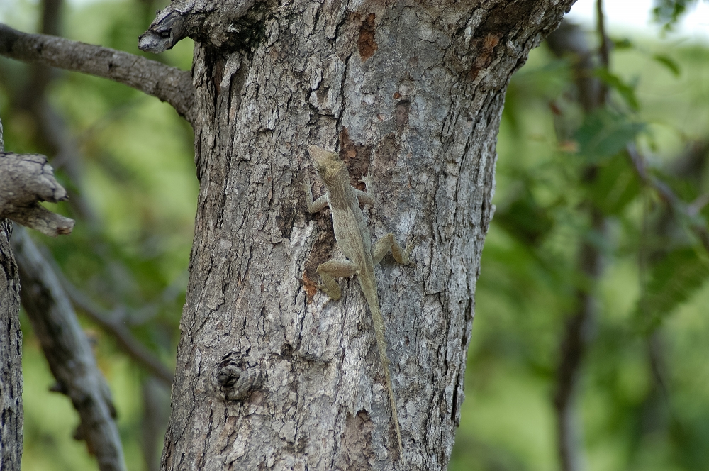 Lizard at Coki Beach