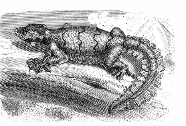 lizard illustration 432