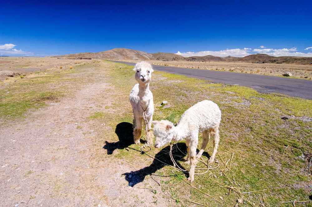 llamas along roadside near lake titicaca 91 018