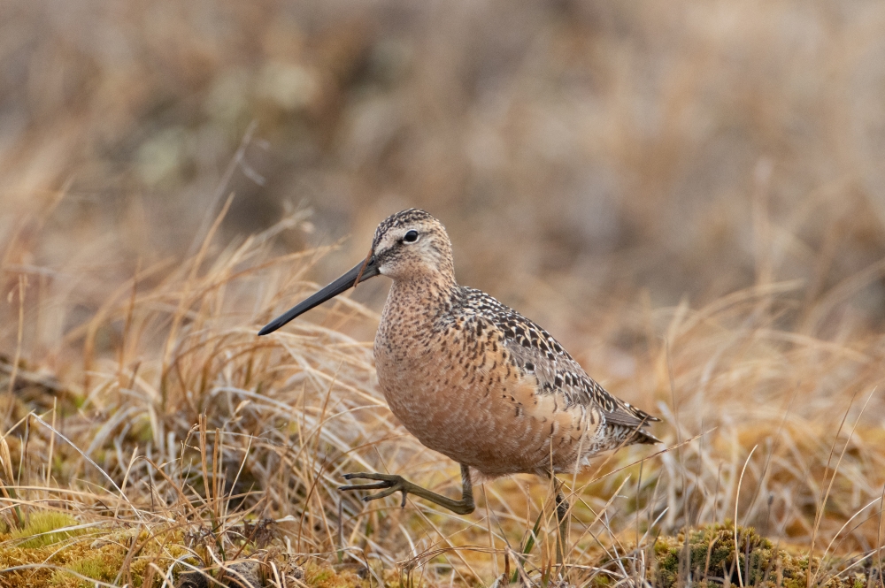 long billed dowitcher