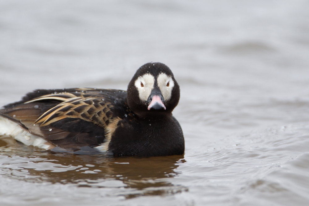 long tailed duck face on