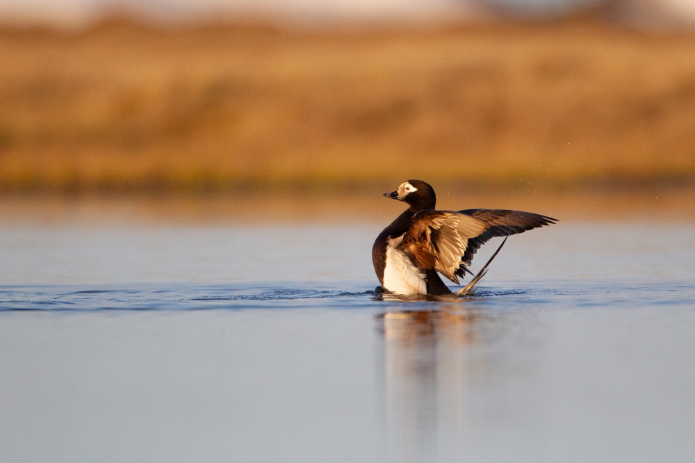 long tailed duck flap