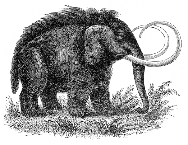 longhair elephant historical illustration