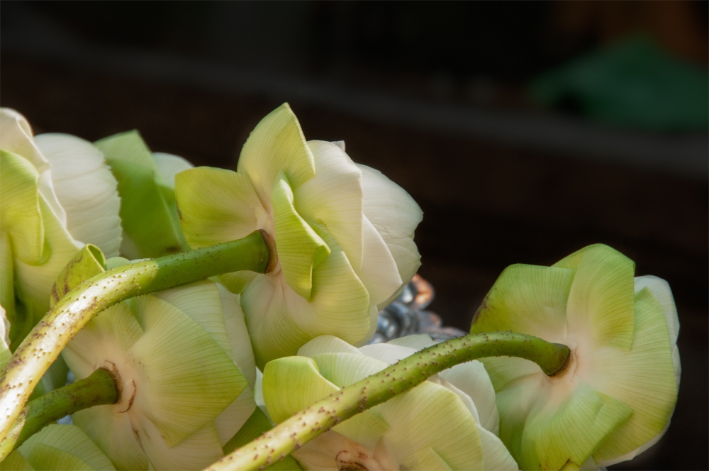 lotus flowers used for offering