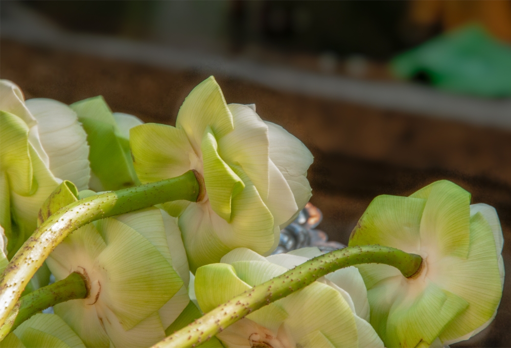 lotus-flowers-used-for-offerings-at-Temple-Grand-Palace-Bangkok-4079-2