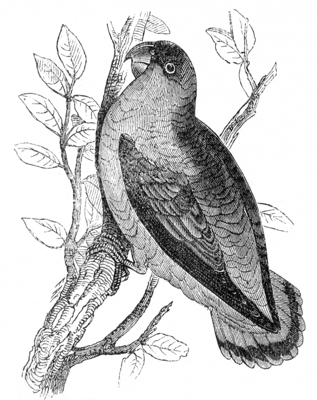 love bird engraved illustration