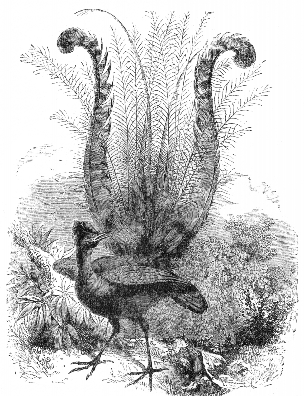lyre bird engraved illustration