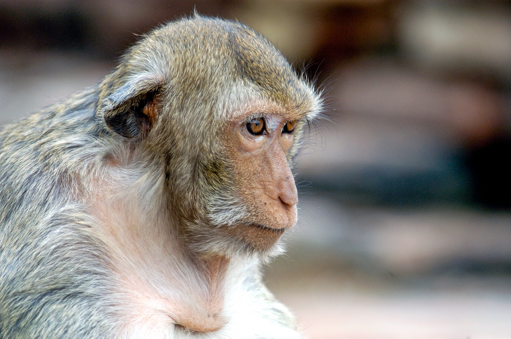 macaque monkey thailand 007a