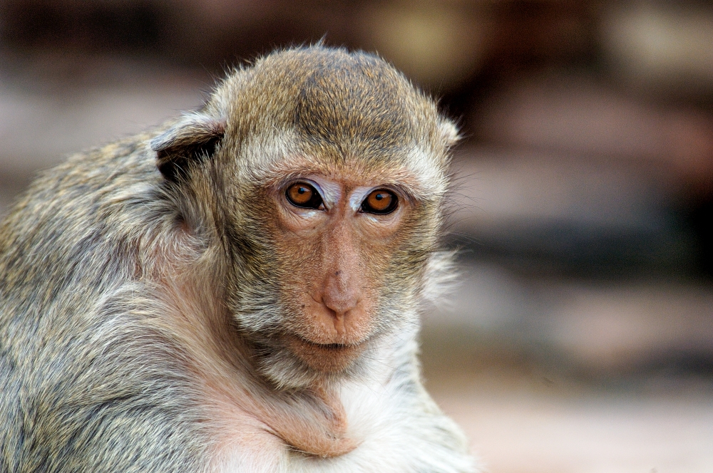 macaque monkey thailand 008a