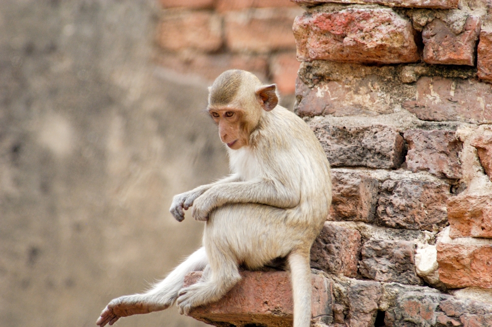 macaque monkey thailand 009