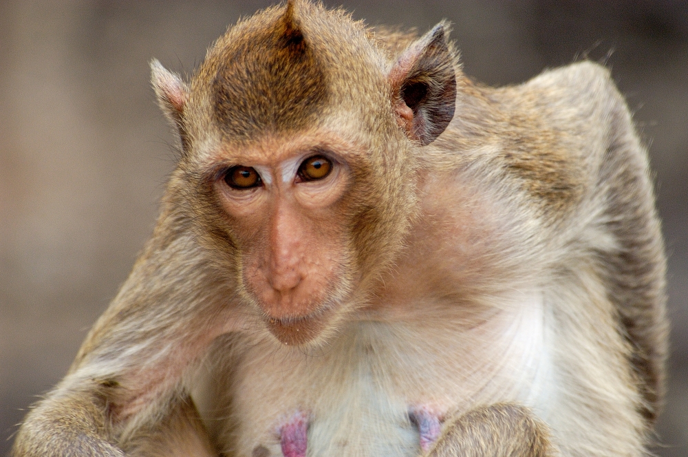 macaque monkey thailand 011b