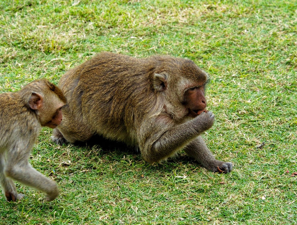 macaque monkey thailand 030ae