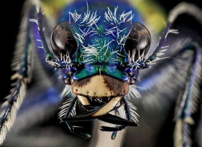 maco closeup blue tiger beetle photo