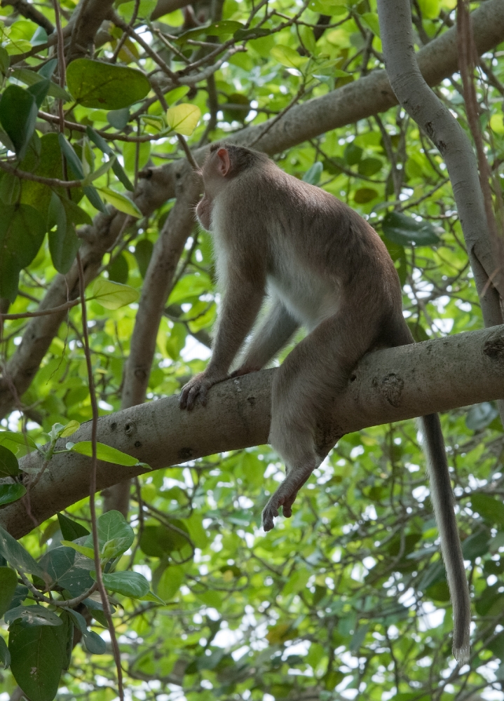 Macque Monkeys in Trees Elephanta Island near Mumbai Photo