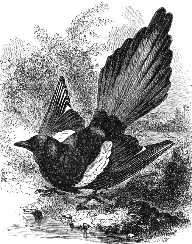 magpie engraved bird illustration
