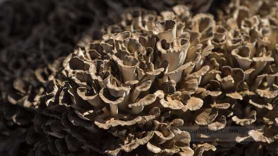 Maitake hen of the woods mushroom 2