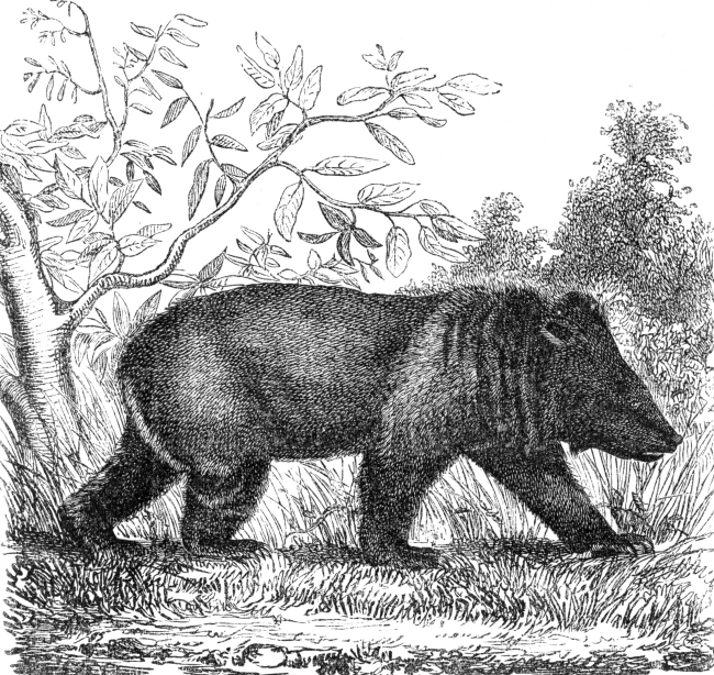 malay bear illustration