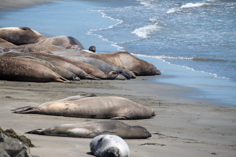 male elephant seals molting piedras blancas california 7147