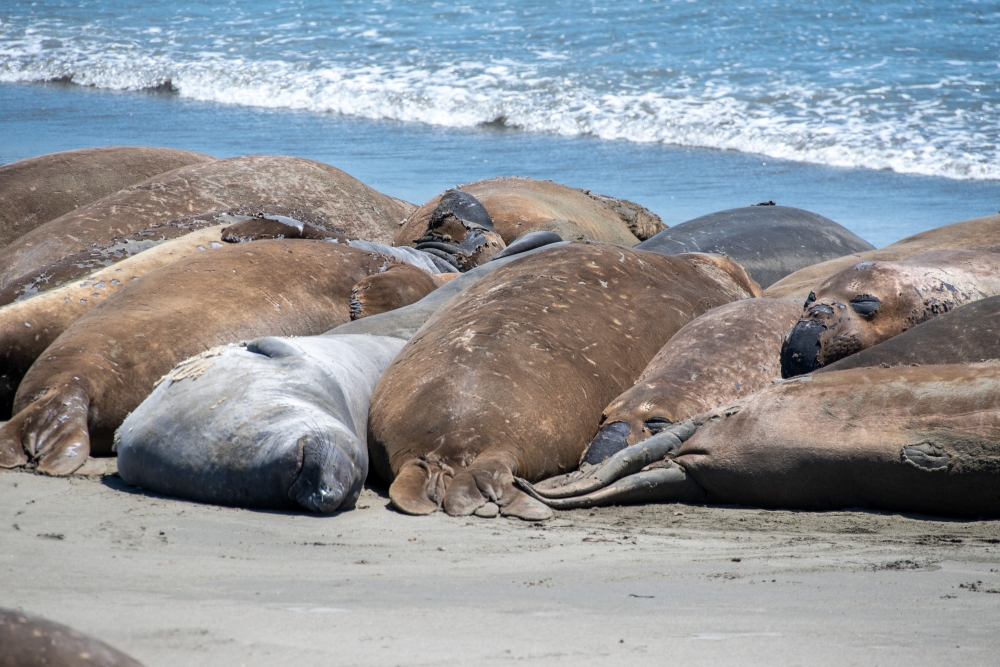 male elephant seals molting piedras blancas california 7169