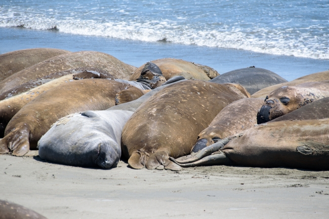 Male Elephant Seals on the molting Piedras Blancas California