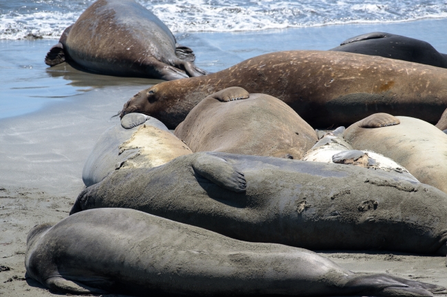 male elephant seals resting on beach piedras blancas california