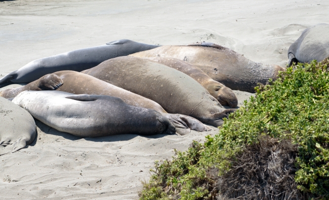 male elephant seals resting on beach piedras blancas california