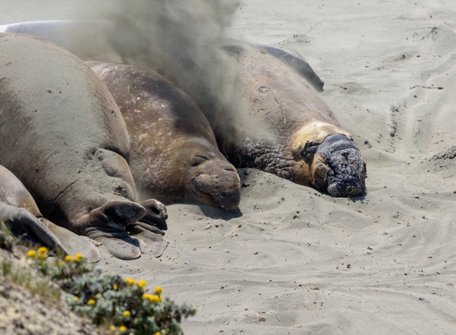 male elephant seals resting on beach piedras blancas california