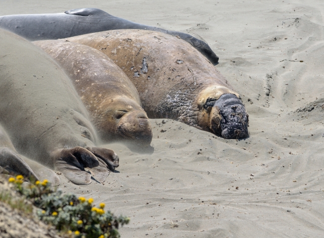 male elephant seals resting on beach piedras blancas california